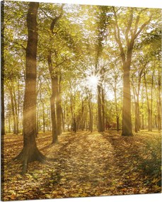 Vászonkép Nap a fák között az erdőben 80x100 cm
