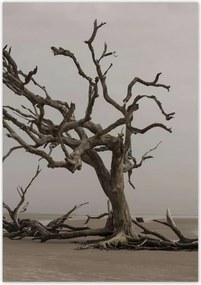 Poszterek 70x100 Fa Kilátás