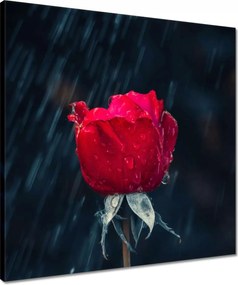 Vászonkép 50x50 Rózsa Virág Virágok Rózsa