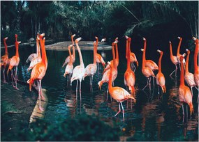 Flamingók csordája (üvegen) (70x50 cm)