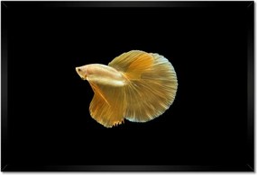 Poszterek keretben 60x40 Arany sziámi hal