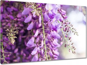 Vászonkép 120x80 Lila virágok Virágok