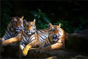 Kép - Tigris testvérek (90x60 cm)