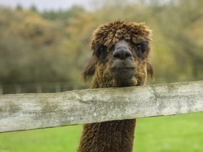 Poszter 40x30cm Közelkép az Alpokról, Assaf Frank