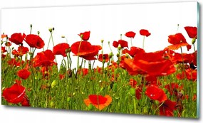 Fotótapéta falra edzett üveg Levendula 125x50