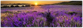 Poszterek 200x66 Levendula tájkép Nap