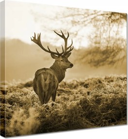 Vászonkép 70x70 Szépia szarvas