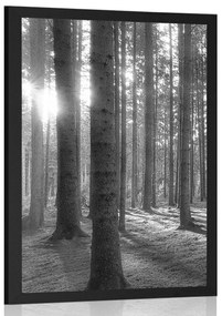 Poszter napos reggel az erdőben fekete fehérben
