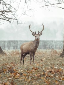Poszter 30x40cm Szarvas az erdőben, Assaf Frank