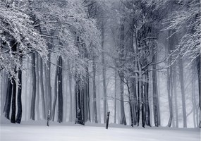 Normál Fotótapéta 416 x 254 Vexxxl