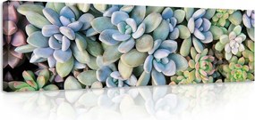 Vászonkép 145x45 Pozsgás növények közelkép rozetta levelek pasztell színek