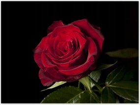 Poszterek 135x100 Gyönyörű rózsa