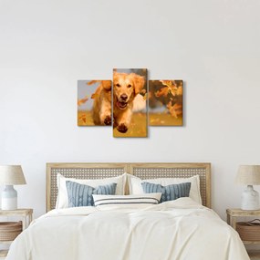 Kép - Golden Retriever (90x60 cm)