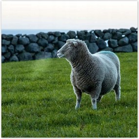 Poszterek 100x100 Juh legeltetés Bárányok Juhok