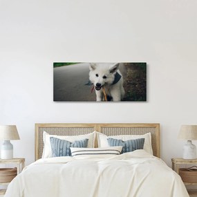 Egy fehér kutya képe (120x50 cm)