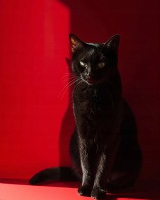 Poszter 40x50cm Elegancia az árnyékban