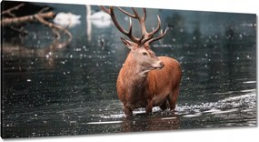 Vászonkép 115x55 Szarvas felszarvazott