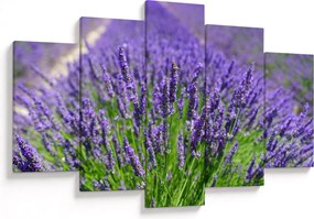 Kép - levandula (150x105 cm)