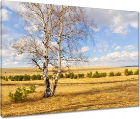 Vászonkép 80x60 Nyírfa a mezőn Tájkép