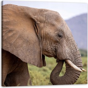 Vászonkép Állatok Elefántfej 60x60 cm