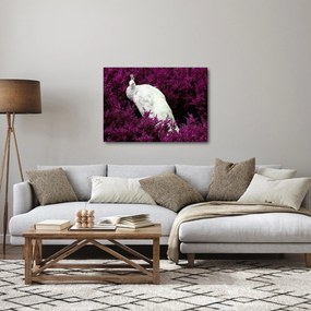Kép - Fehér páva (70x50 cm)