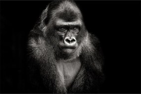 Kép - Gorilla (90x60 cm)
