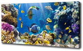 Vászonkép Korallzátony oc-36026012