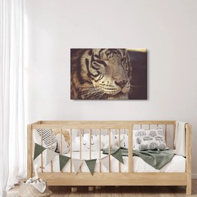 Tigris képe (90x60 cm)