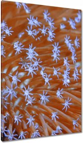 Vászonkép 80x120 Víz alatti korallzátony