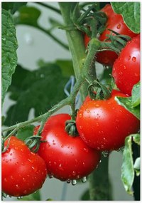 Poszterek 70x100 Konyhai képek Forradalmak