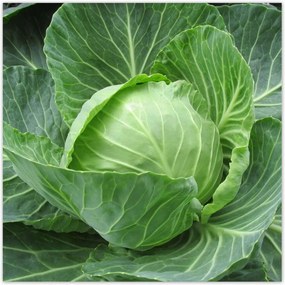 Poszterek 140x140 Fiatal kĂĄposzta