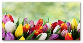 Akrilkép Színes tulipán oah-69344290