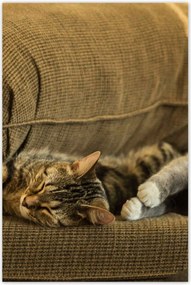 Poszterek 80x120 Cica Cicák