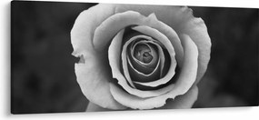 Egy rózsa képe (120x50 cm)