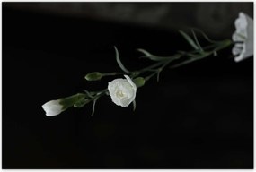 Poszterek 120x80 Fehér szegfű virágok