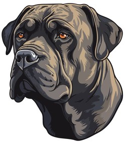 PIPPER. Matrica Cane Corso Méret: 60cm