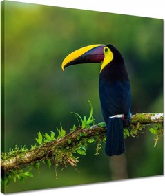 Vászonkép 40x40 Madarak