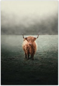 Poszterek 105x155 Skót szőrös tehén