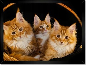 Poszterek keretben 40x30 Csodaszép vörös cicák