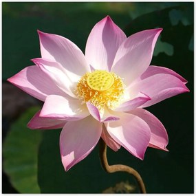 Poszterek 100x100 Lótusz Lótuszvirág