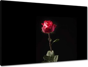 Vászonkép 90x60 Vízcseppek a rózsán