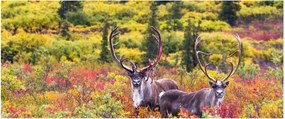 Kép - Caribou, Alaszka (120x50 cm)