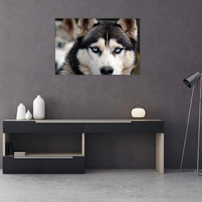 Husky kutya kép (90x60 cm)