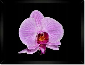 Poszterek keretben 40x30 Lila orchidea