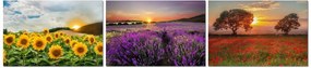 Vászonkép 3x 30x20 Napsütötte triptichon Naplemente