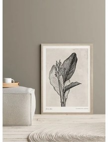 Canna indica leaves kép