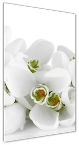 Akrilkép Fehér hóvirág oav-61615324