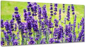 Vászonkép 115x55 Levendula virágok