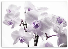 Gario Vászonkép Fehér és lila orchidea Méret: 120 x 80 cm