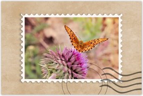 Poszterek 90x60 Pillangó